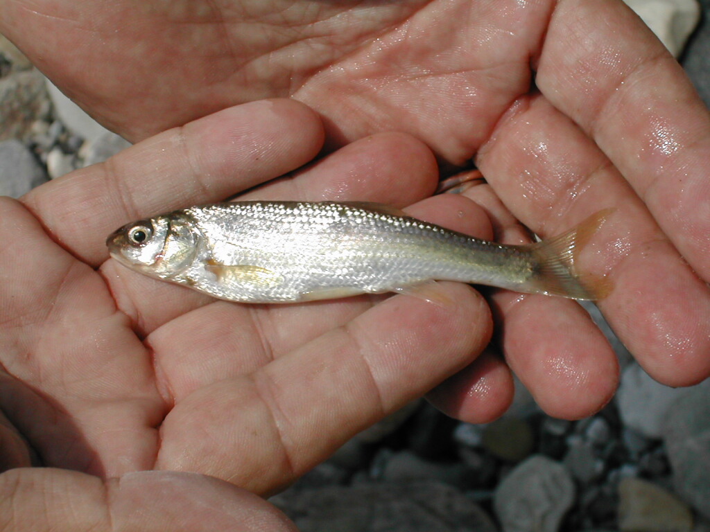 Alborella appenninica-Alburnus albidus
